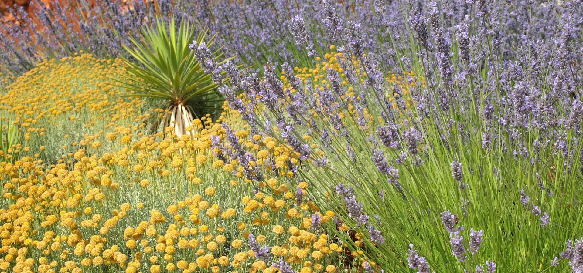 A lush flower bed bursting with seasonal blossoms - Lavender and Santolina planted in drifts